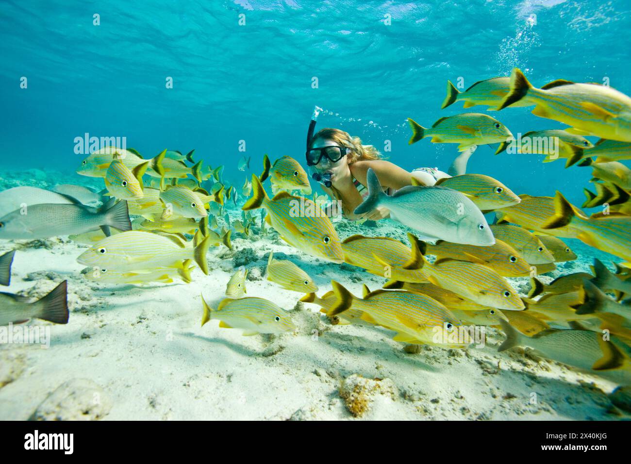 Schnorcheln in Shark Alley und Hol Chan Marine Reserve; Ambergris Cay, Belize Stockfoto