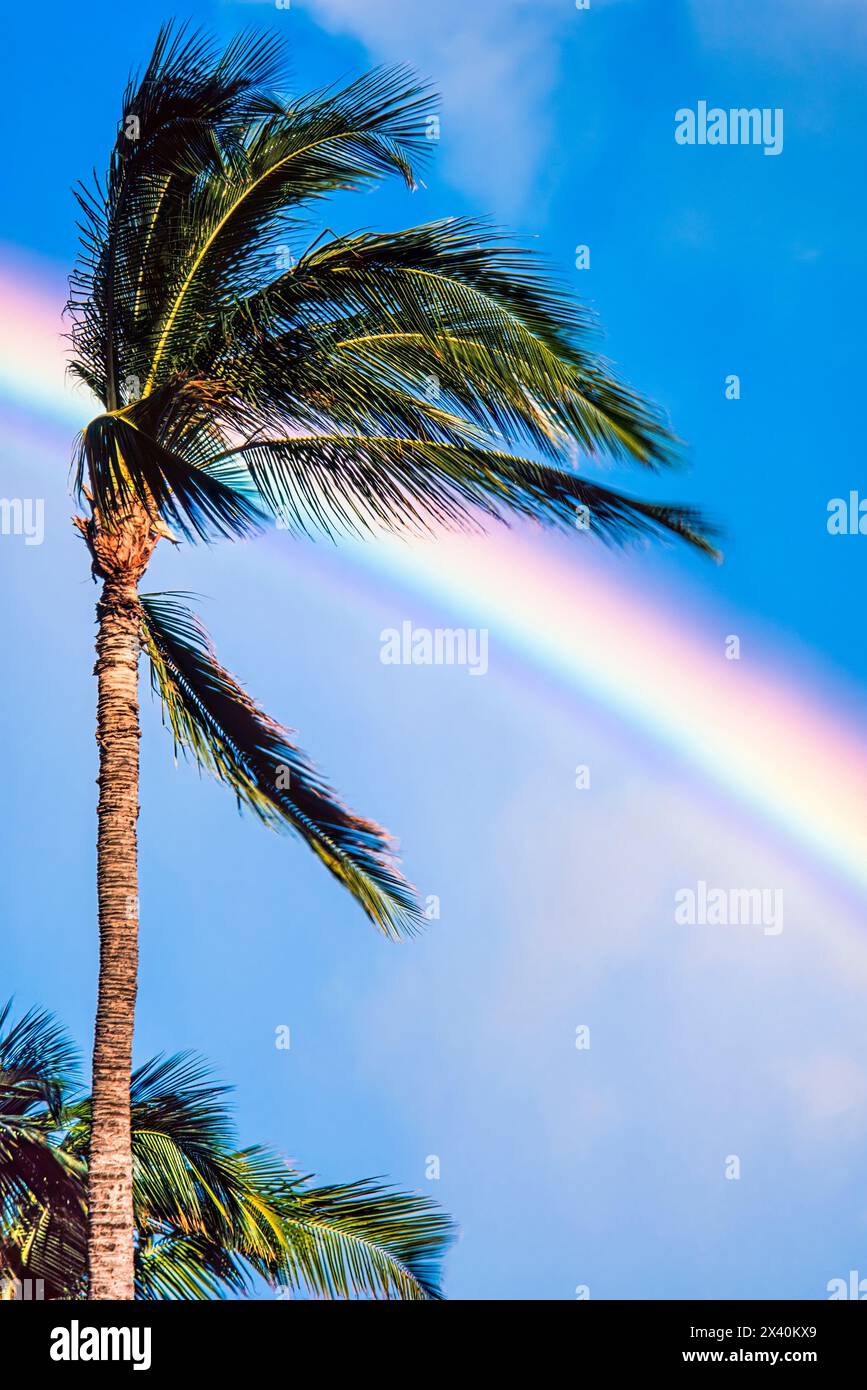 Palme und Regenbogen; Oahu, Hawaii, Vereinigte Staaten von Amerika Stockfoto
