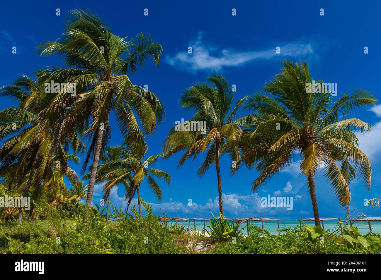 Blick von einem Resort auf das Karibische Meer und Palmen am Strand; Cayo Guillermo, Kuba Stockfoto