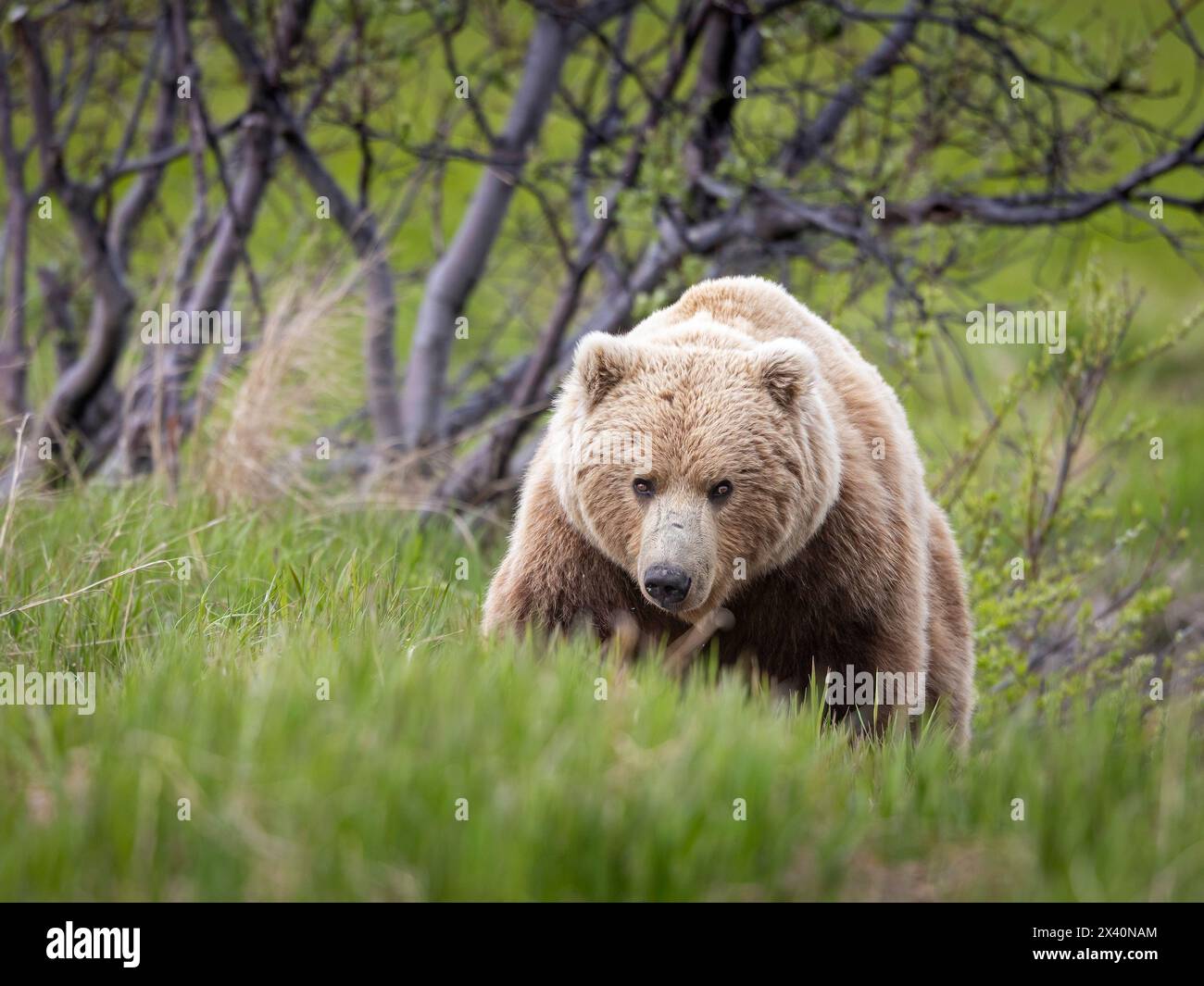 Braunbär (Ursus arctos), der in der Nähe der Seggenebenen in der Nähe des McNeil River, Alaska, gefunden wurde. Braunbären ernähren sich jedes Frühjahr stark von nahrhaften Seggen und... Stockfoto