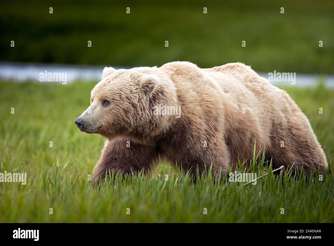 Braunbär (Ursus arctos) spaziert in den Seggenebenen in der Nähe des McNeil River, Alaska. Braunbären versammeln sich im Frühling und Frühsommer, um... Stockfoto