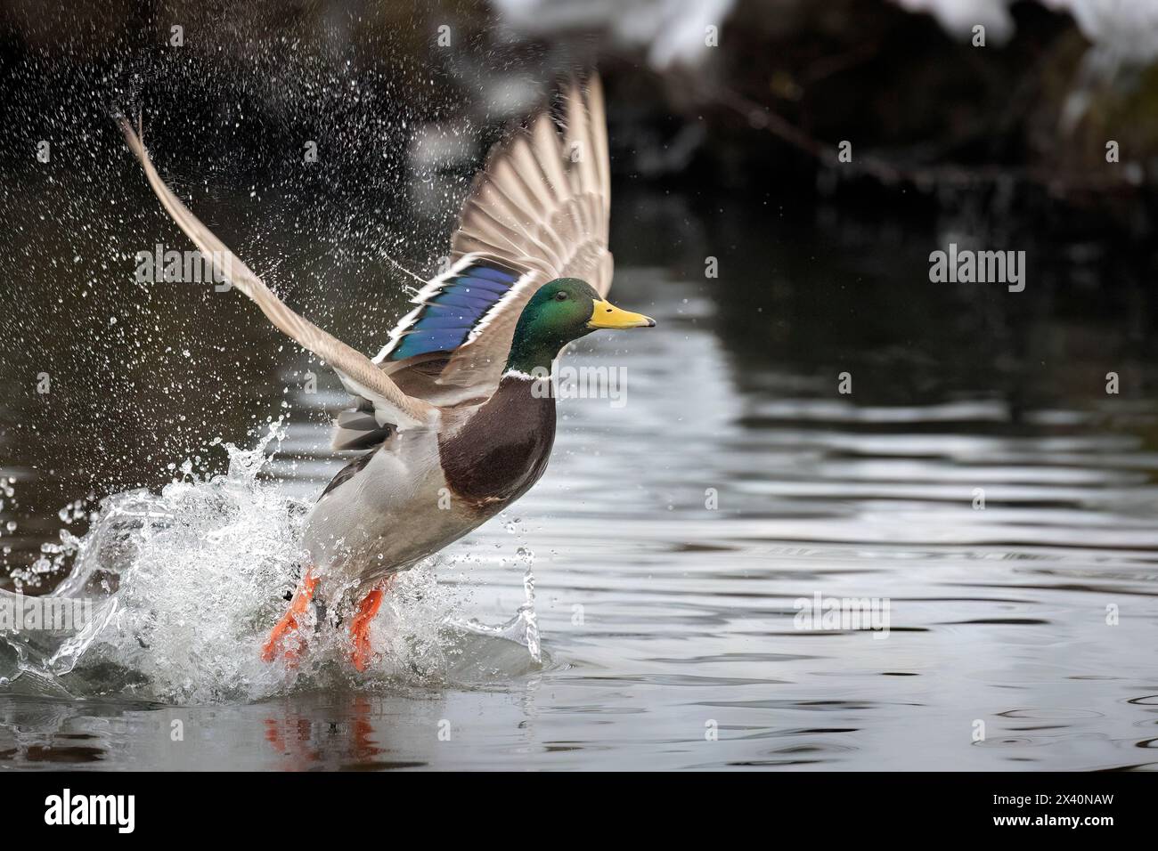 Männlicher Mallard (Anas platyrhynchos), der vom Wasser abhebt; Alaska, Vereinigte Staaten von Amerika Stockfoto