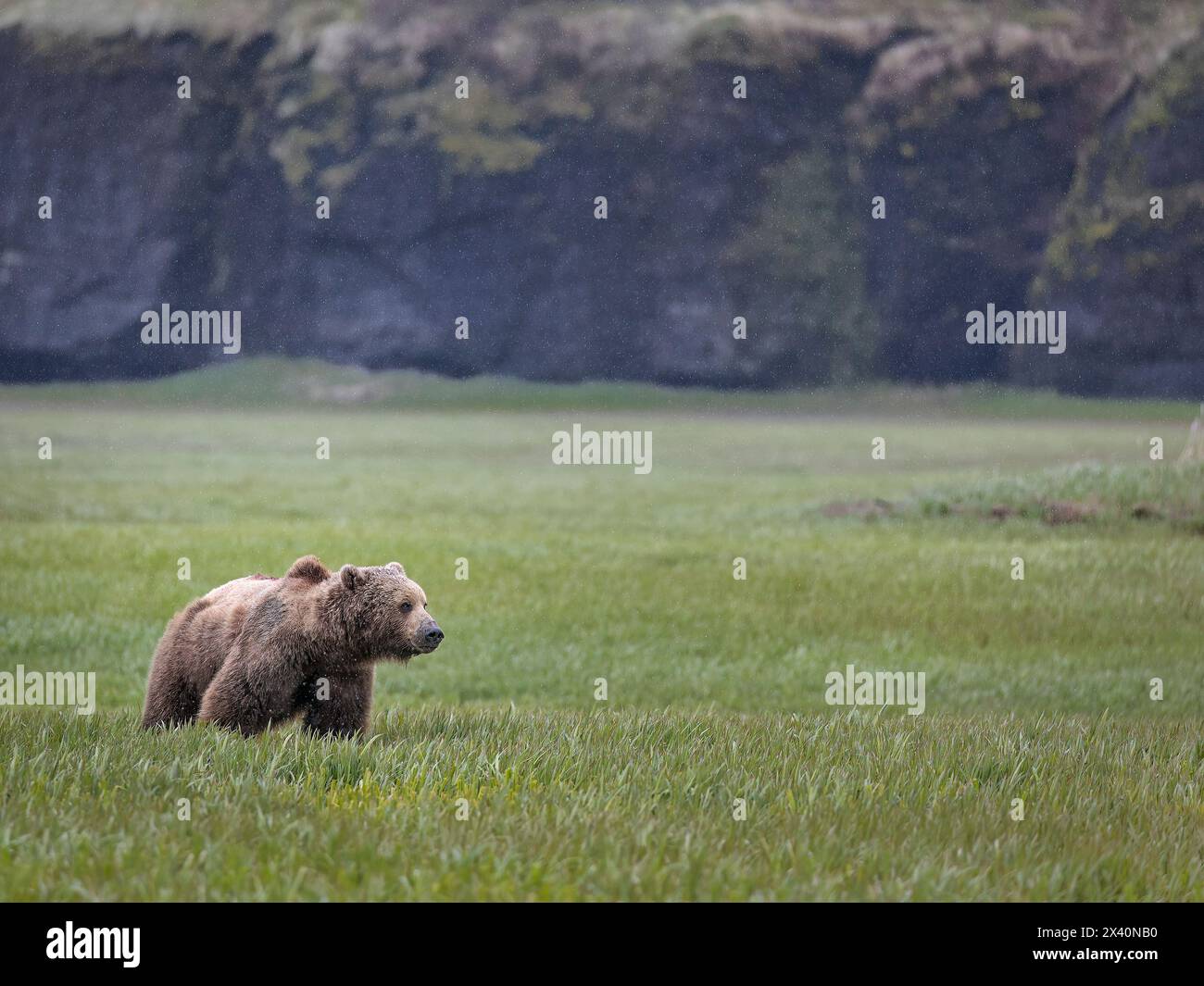 Braunbär (Ursus arctos) spaziert bei leichtem Regen auf den Seggenebenen in der Nähe des McNeil River, Alaska. Braunbären versammeln sich jeden Frühling in der Gegend und... Stockfoto