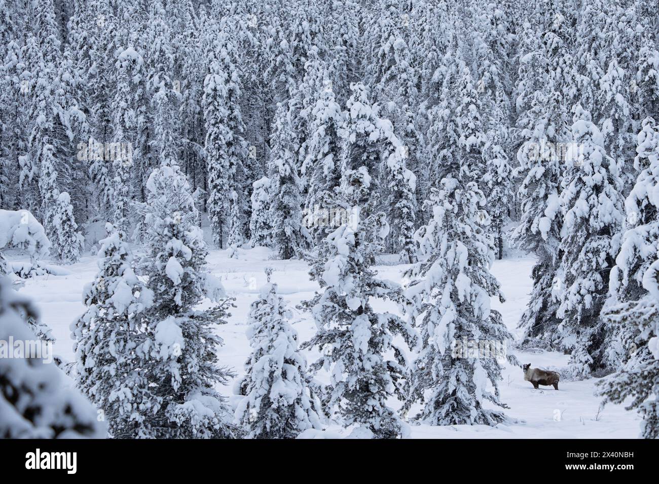Waldkaribus (Rangifer tarandus), der im Winter durch den borealen Wald in der Nähe von Carcross, Yukon, Kanada, wandert Stockfoto