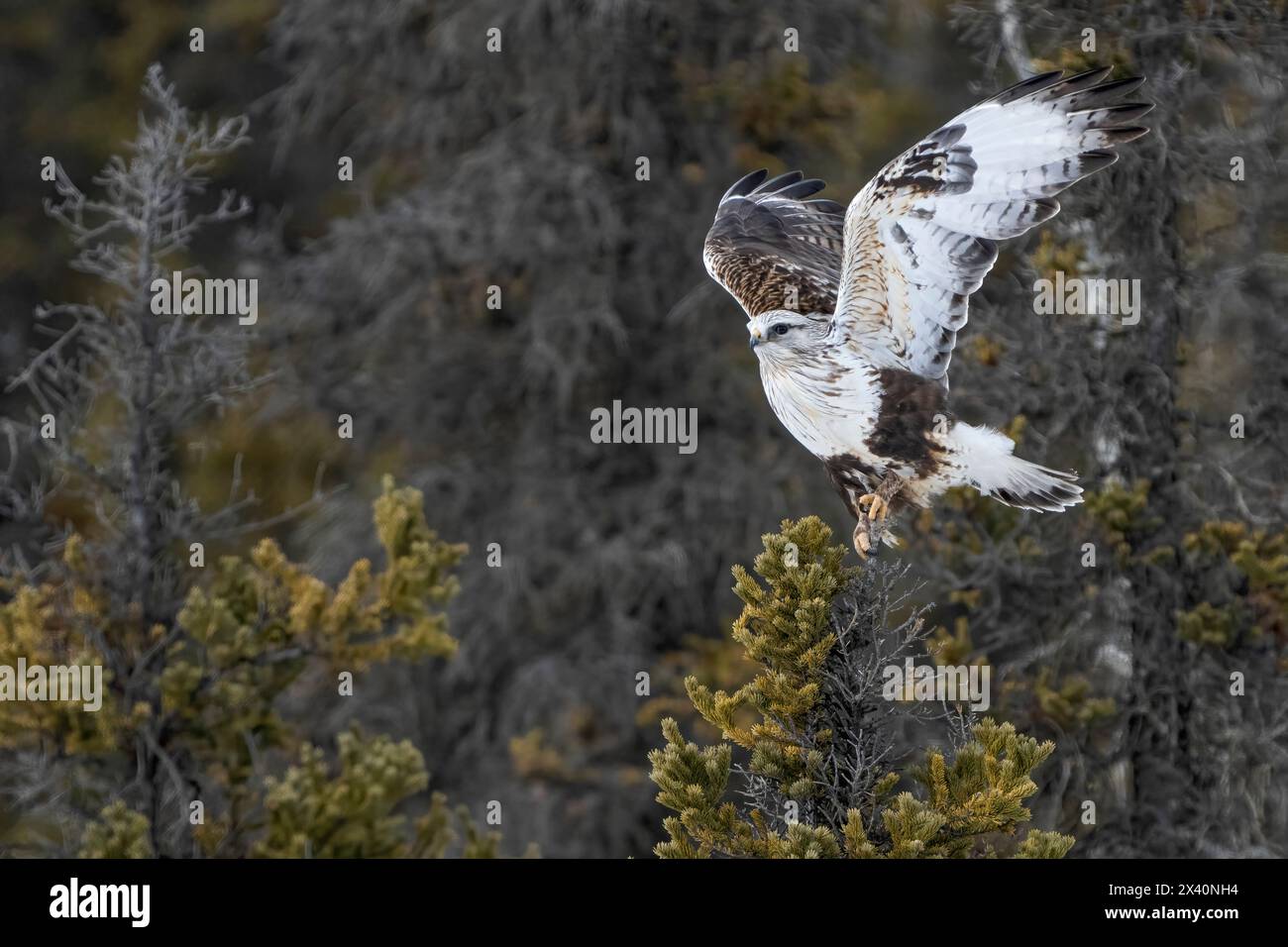 Ein rauer Falke (Buteo lagopus), der von einem Baumkronen aus geflogen ist; Haines Junction, Yukon, Kanada Stockfoto