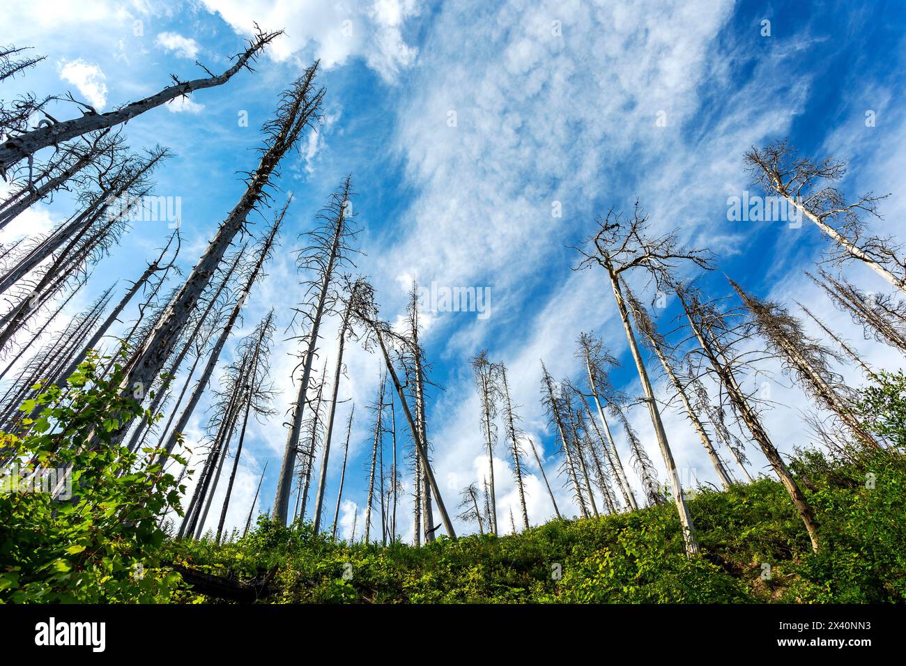 Gruppiert stehende tote Bäume von einem Waldfeuer mit grünem Unterholz, blauem Himmel und Wolken, Waterton Lakes National Park Stockfoto