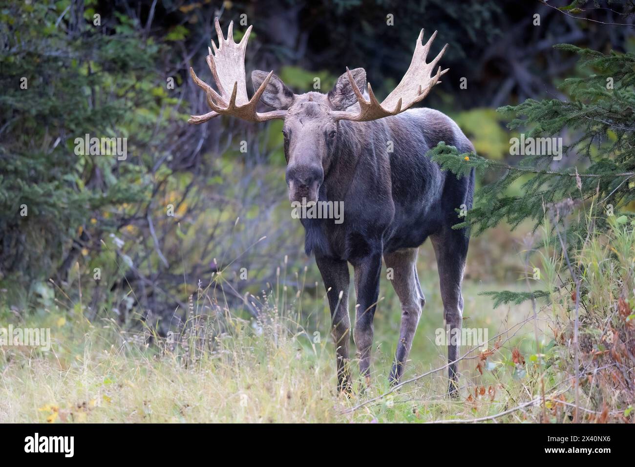 Porträt eines Alaska Bullen Elchs (Alces alces), der im Wald steht und die Kamera beobachtet, während sie während der Septemberrute oder des Brutmeeres anhält... Stockfoto