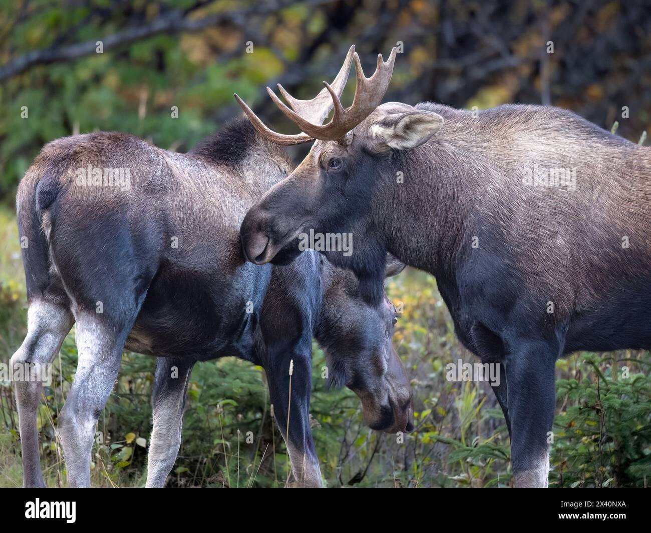 Nahaufnahme eines jungen „Satelliten“-Bullenmochs (Alces alces), der während Alaskas Herbstbrut- oder Paniersaison eine Kuh anschmiegt. Reife Bullen gewinnen im Allgemeinen br... Stockfoto