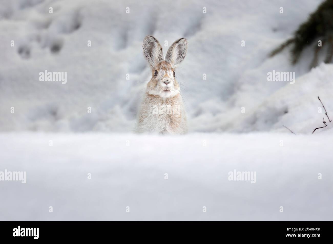 Porträt eines Schneeschuhhasen (Lepus americanus), der sich bereits von winterlich weiß zu sommerlich braun färbt, taucht aus einer Frühfrühlingsschneeberm in Sou auf... Stockfoto