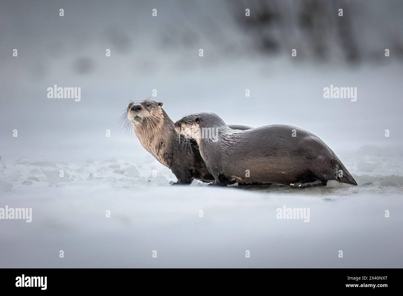Porträt eines Paares von Flussottern (Lutra canadensis) Pause in der Nähe eines Eisfischlochs auf einem See in der Gegend von Anchorage. Mitglieder der Wiesel-Familie, Otter... Stockfoto
