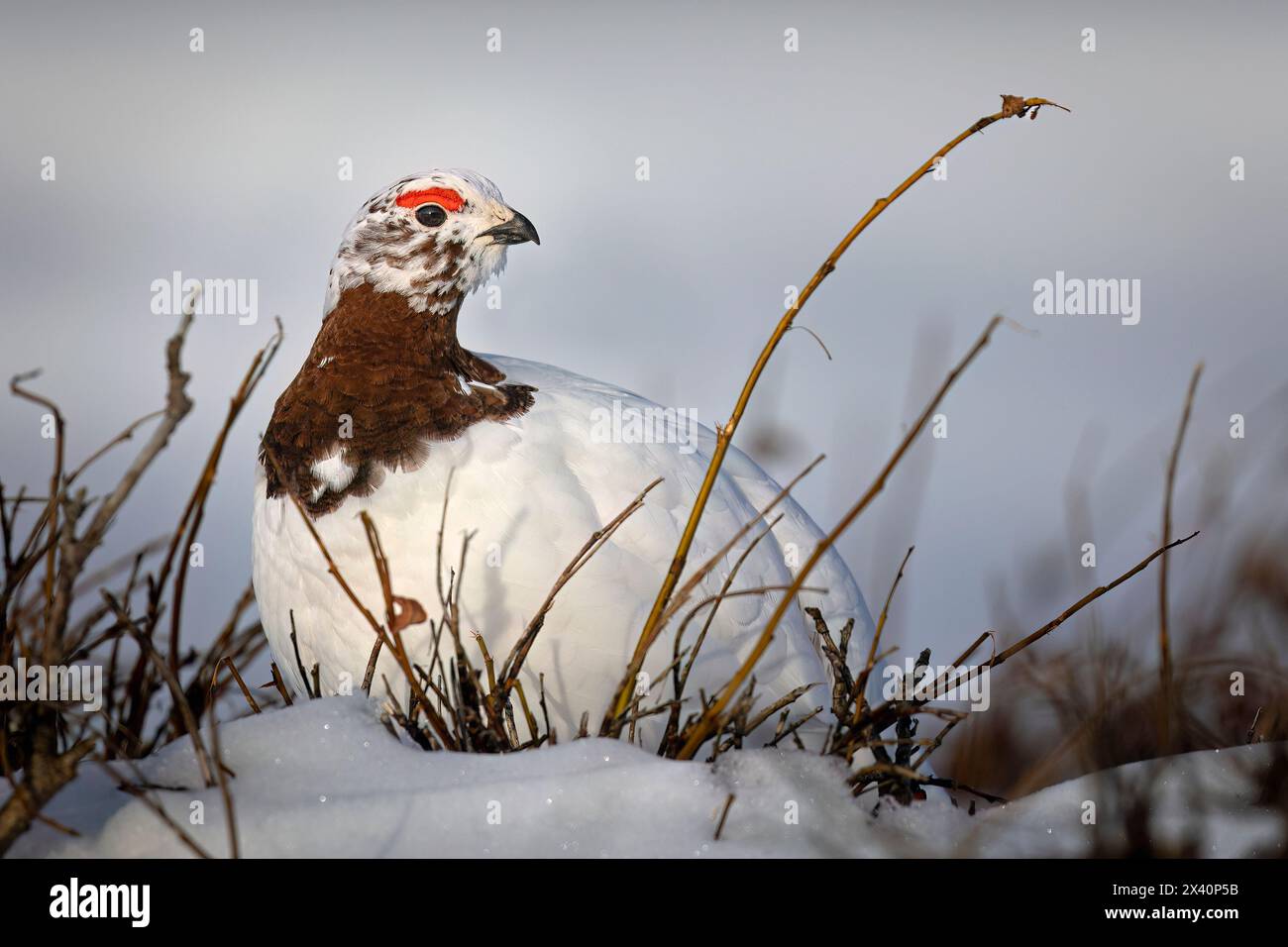 Männliche Weidenptarmigan (Lagopus lagopus), die früh brütende Farben in Hals- und Augenkämmen zeigen, halten während der Fütterung in der Chuga im Südwesten Alaskas... Stockfoto