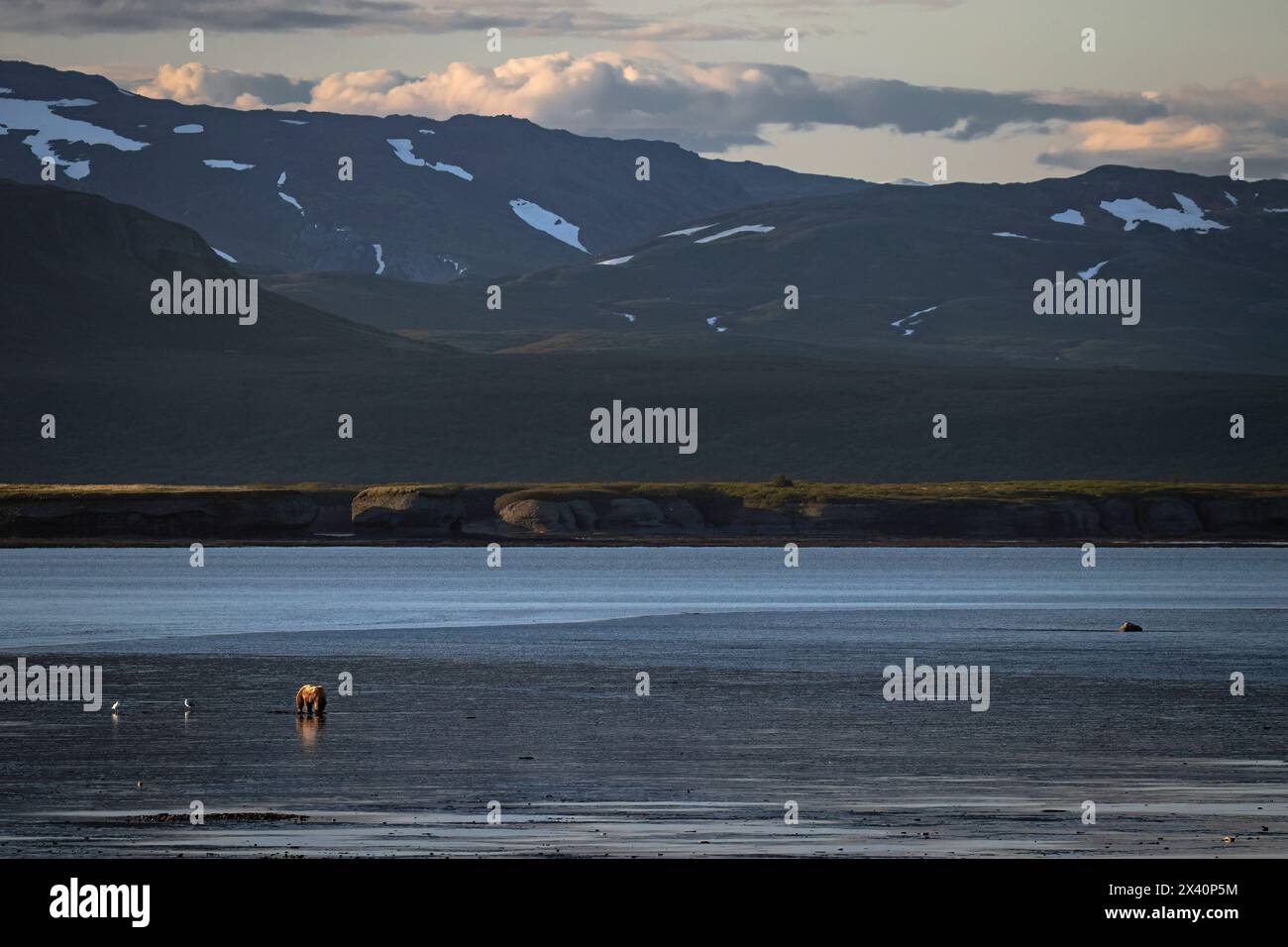 Unterstützt von der Aleutian Range, gräbt ein Braunbär (Ursus arctos) bei Ebbe in McNeil Cove in der Nähe der Kamishak Bay im Südwesten Alaskas in diesem... Stockfoto