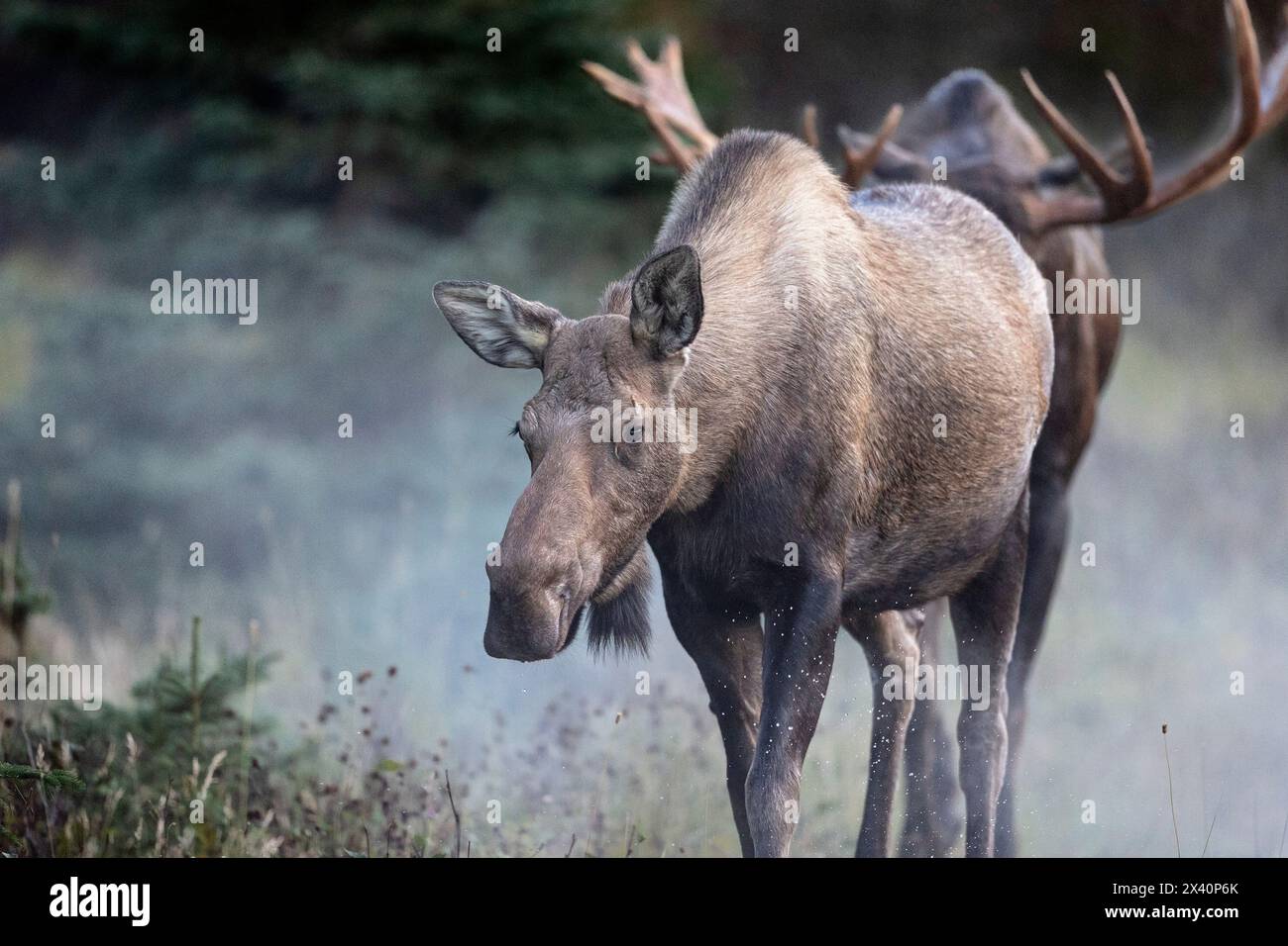 Der Kuhelch (Alces alces gigas) wird in Südzentralalalaska während der September-Brut-Saison von einem aufgeregten BullenElch begleitet. M.... Stockfoto