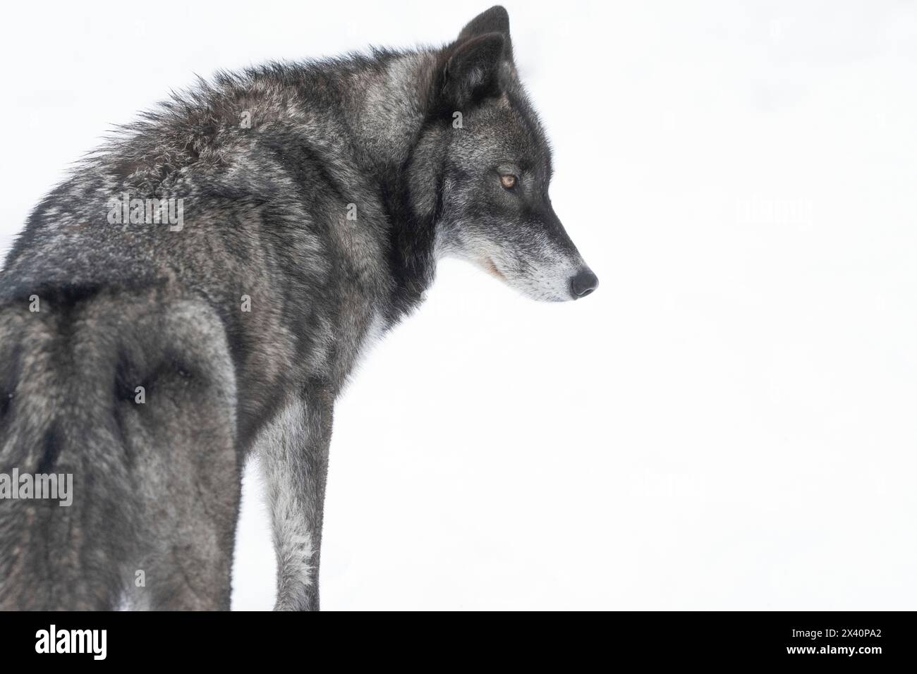 Nahaufnahme eines Wolfs (Canis Lupus) in der Wildnis, der Augenkontakt herstellt; Haines Junction, Yukon, Kanada Stockfoto