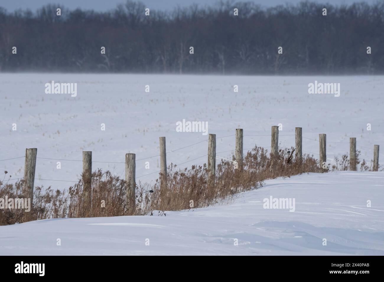 Winterszene mit Zaunpfählen, die an einem windigen Tag durch ein schneebedecktes Feld im ländlichen Ontario in die Ferne führen; Kerwood, Ontario, Kanada Stockfoto