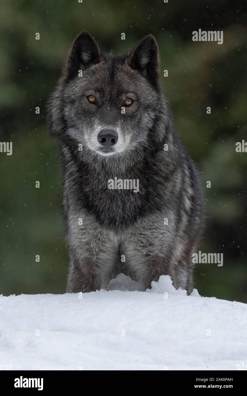 Nahaufnahme eines Wolfs (Canis Lupus) in der Wildnis, der Augenkontakt herstellt; Haines Junction, Yukon, Kanada Stockfoto