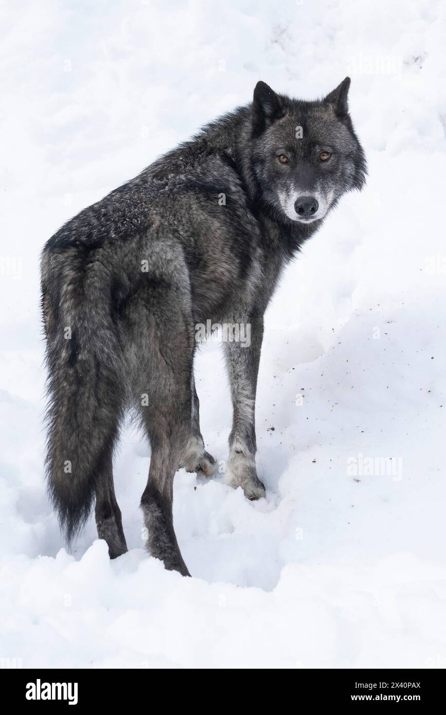 Nahaufnahme eines Wolfs (Canis Lupus) in der Wildnis, der Augenkontakt herstellt; Haines Junction, Yukon, Kanada Stockfoto