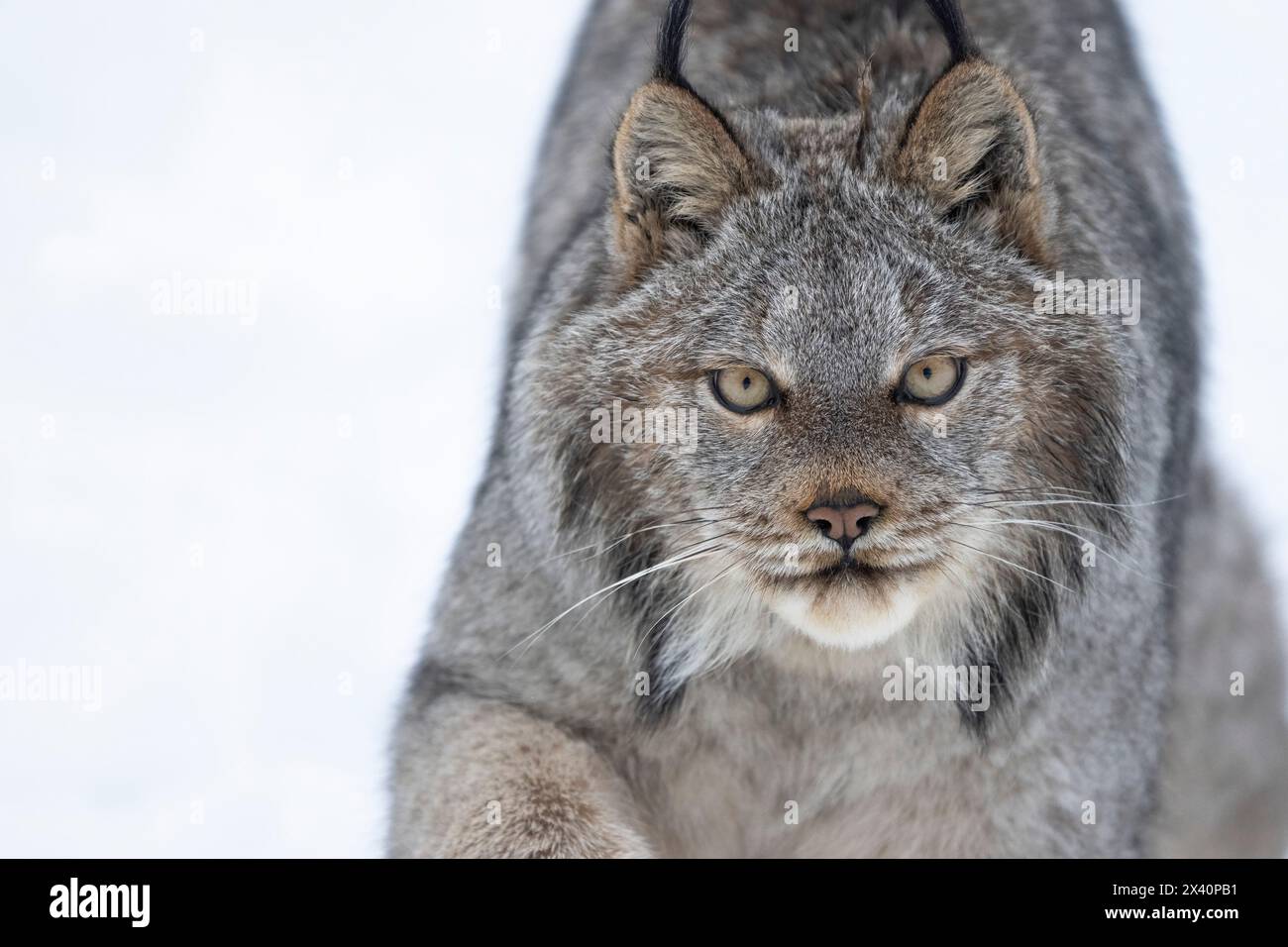 Nahaufnahme eines kanadischen Lynx (Lynx canadensis) im Schnee; Haines Junction, Yukon, Kanada Stockfoto