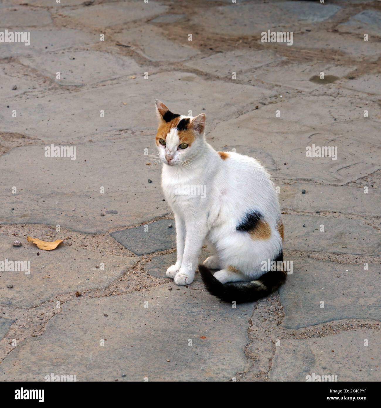 Griechische Katze, die auf einem Weg sitzt, Tilos Isand, Dodekanese, Griechenland, Europa Stockfoto