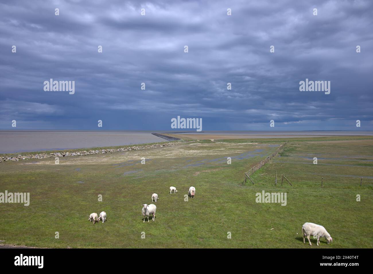 Schafgrasen im niederländischen wattengebiet, retten Sie hinter dem Deich Stockfoto