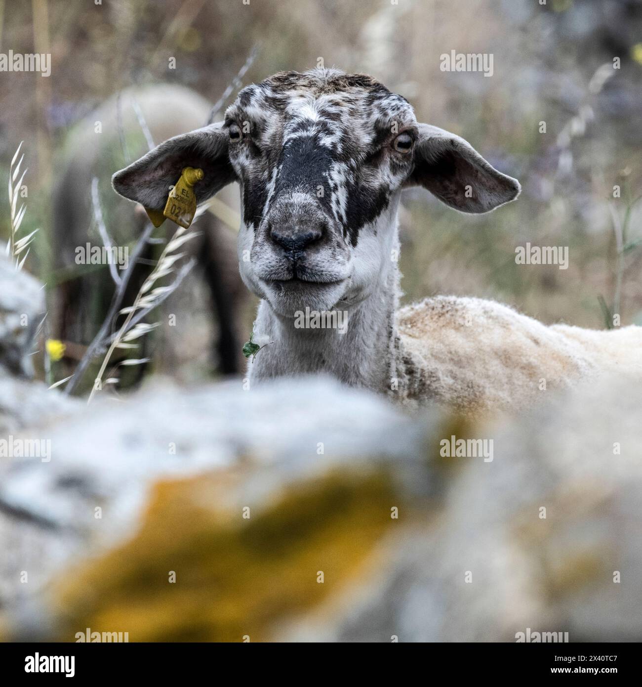 Porträt eines Schafes (Ovis aries) mit schwarzen Markierungen im Gesicht und einem gelben Schild im Ohr; Mykonos, Griechenland Stockfoto