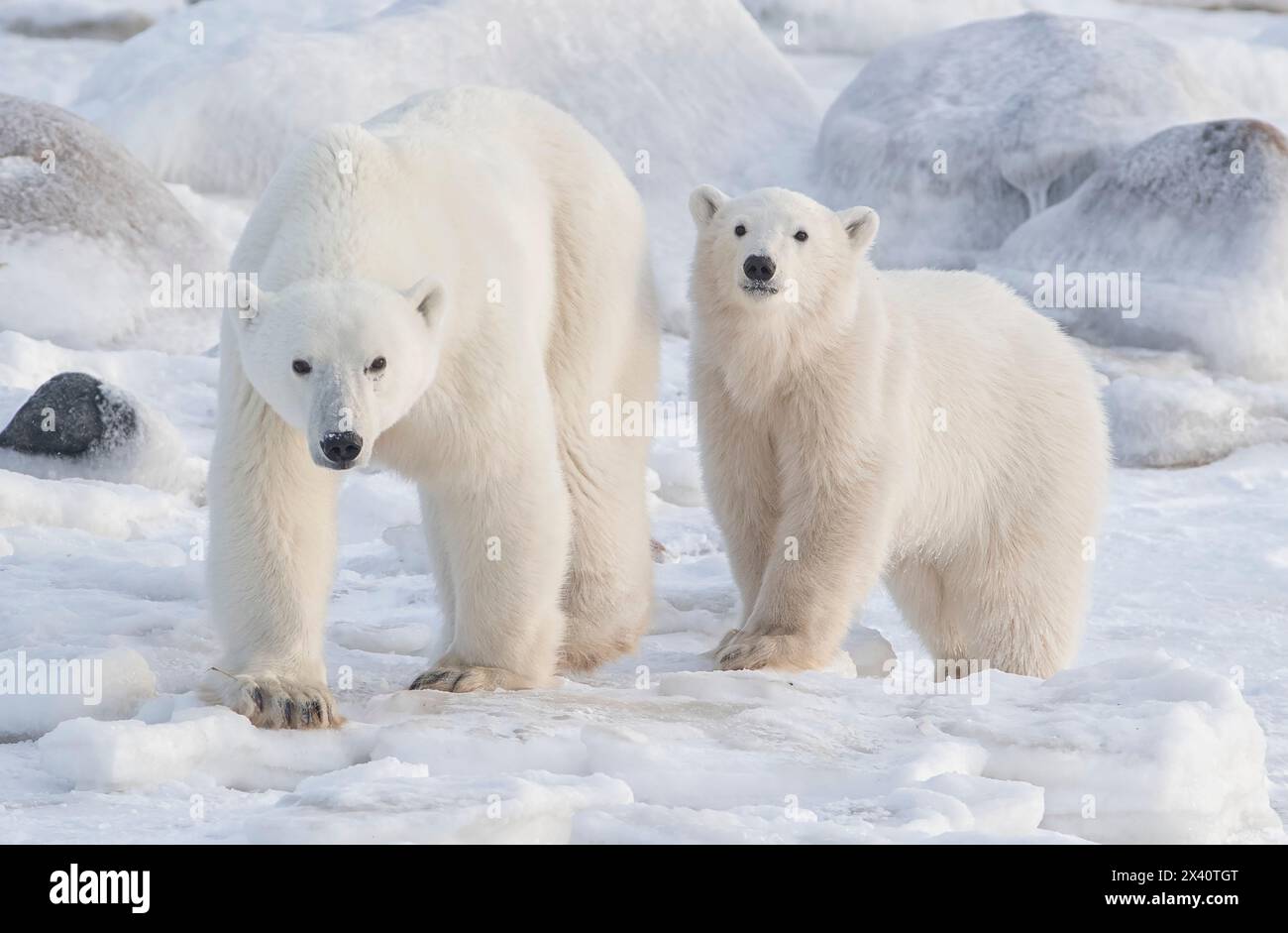 Porträt zweier Polarbären (Ursus maritimus) im Schnee und Eis der kanadischen Arktis; Churchill, Manitoba, Kanada Stockfoto