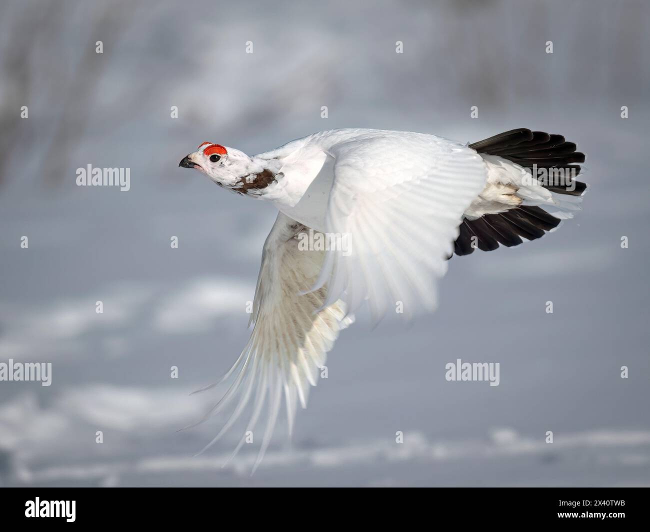 Ein männlicher Weidenschneehahn (Lagopus lagopus), der frühe Brutfarben in Hals- und Augenkämmen zeigt, schwebt tief über seinem schneebedeckten Hochland ... Stockfoto