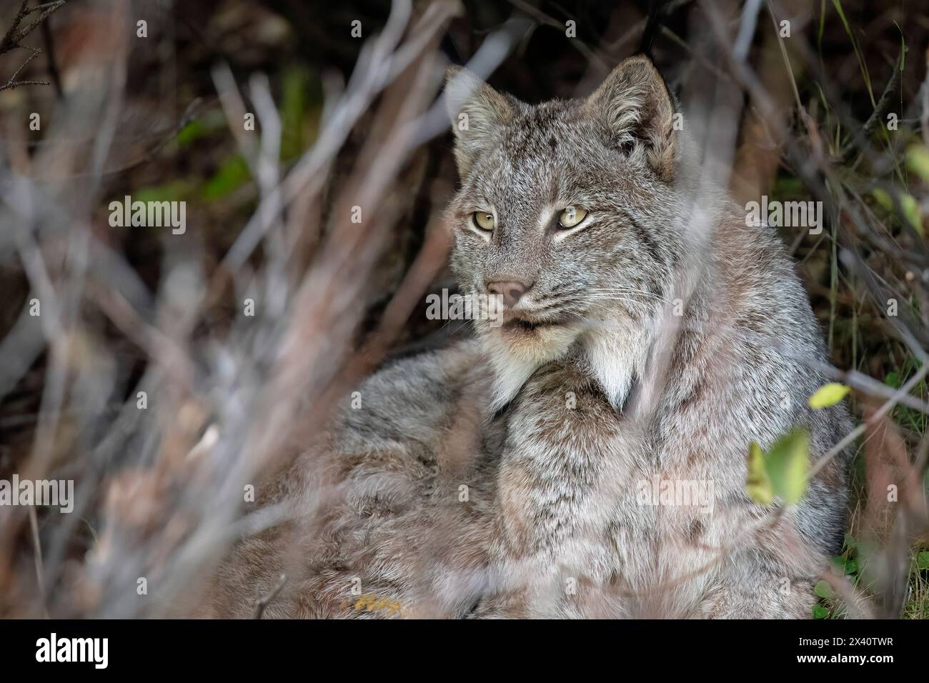 Nahaufnahme eines Canada Lynx (Lynx canadensis), der im Schatten eines südzentralen Alaska-Erlendickes liegt. Lynx-Populationen sind eng... Stockfoto