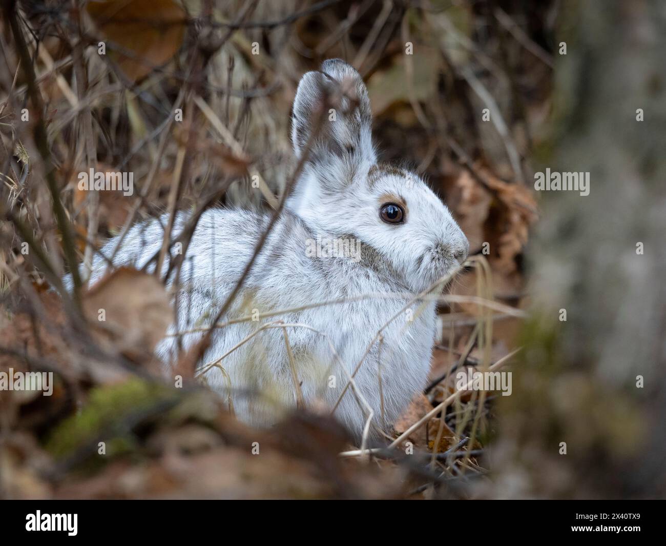 Nahaufnahme durch die Zweige eines südzentralen Alaska Schneeschuhhasen (Lepus americanus), behält ein niedriges Profil, da sein bereits weißes Pelage... Stockfoto
