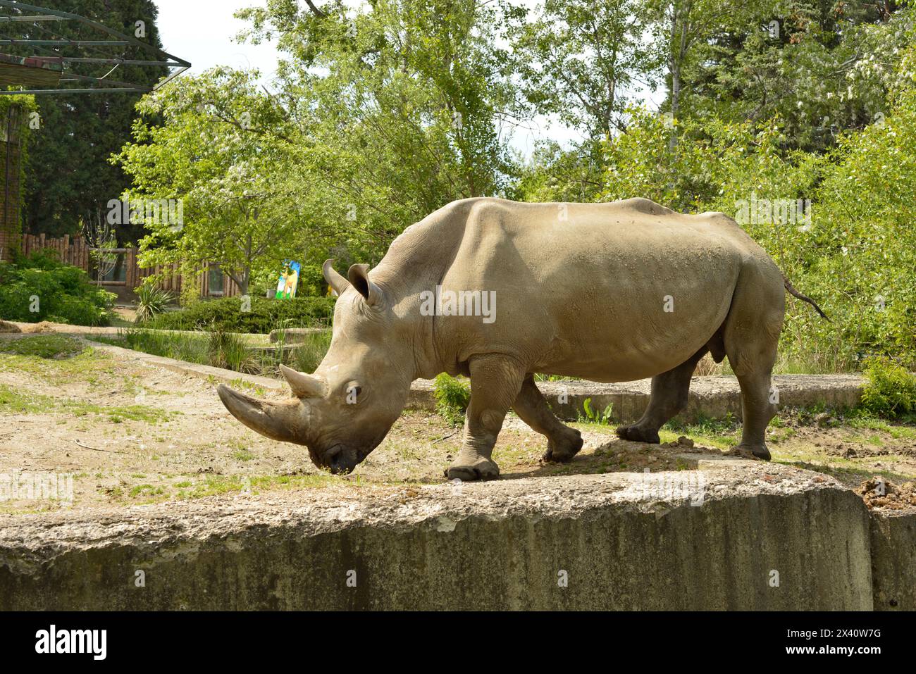 Männliches weißes Nashorn Ceratotherium simum gefährdetes Wildtier in Gefangenschaft im Zoo von Sofia, Sofia, Bulgarien, Osteuropa, Balkan, EU Stockfoto