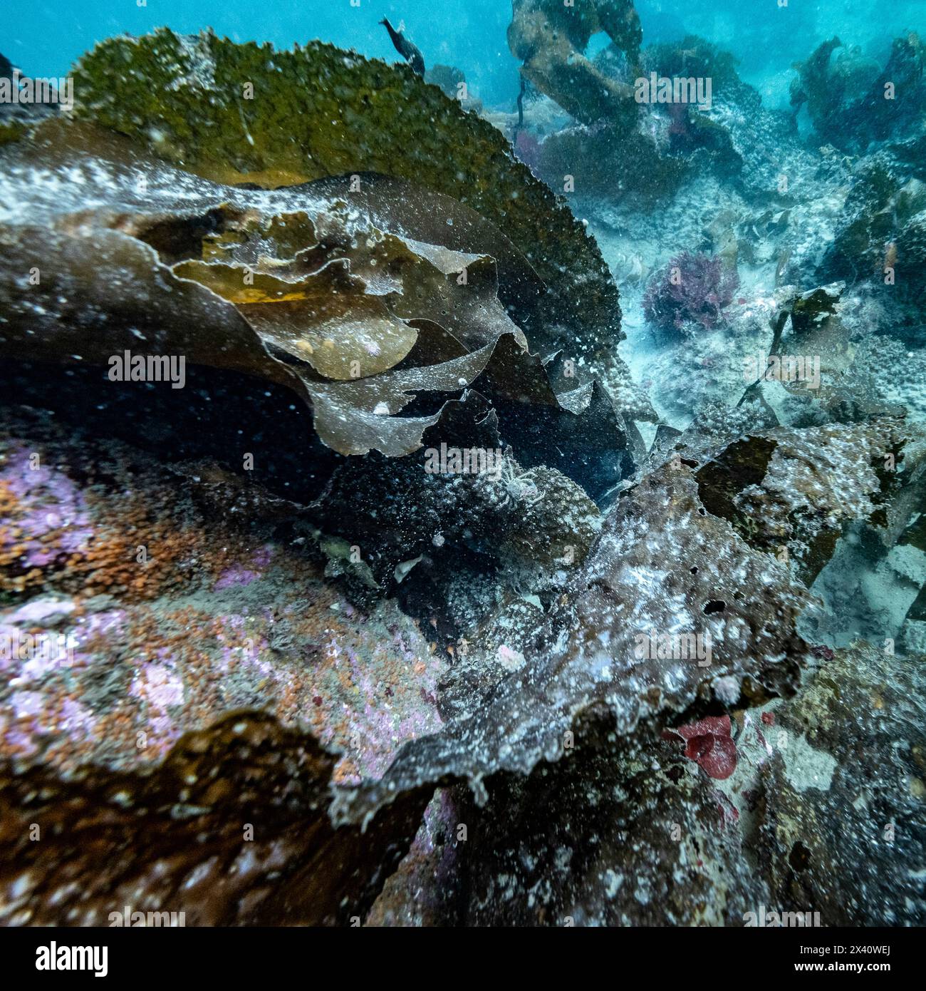 Einzigartige Meereslebewesen in einer Riffszene im Pazifischen Ozean vor der Küste von Vancouver Island in Sooke Bay; British Columbia, Kanada Stockfoto