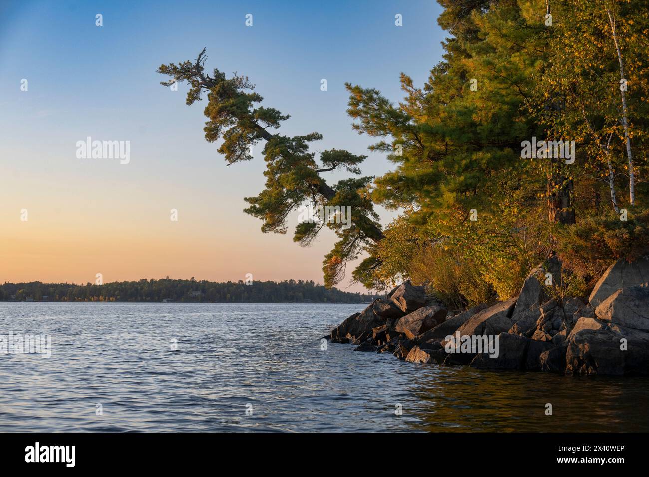 Immergrüner Baum, der in der Dämmerung vom Ufer zum See geneigt ist; Lake of the Woods, Ontario, Kanada Stockfoto