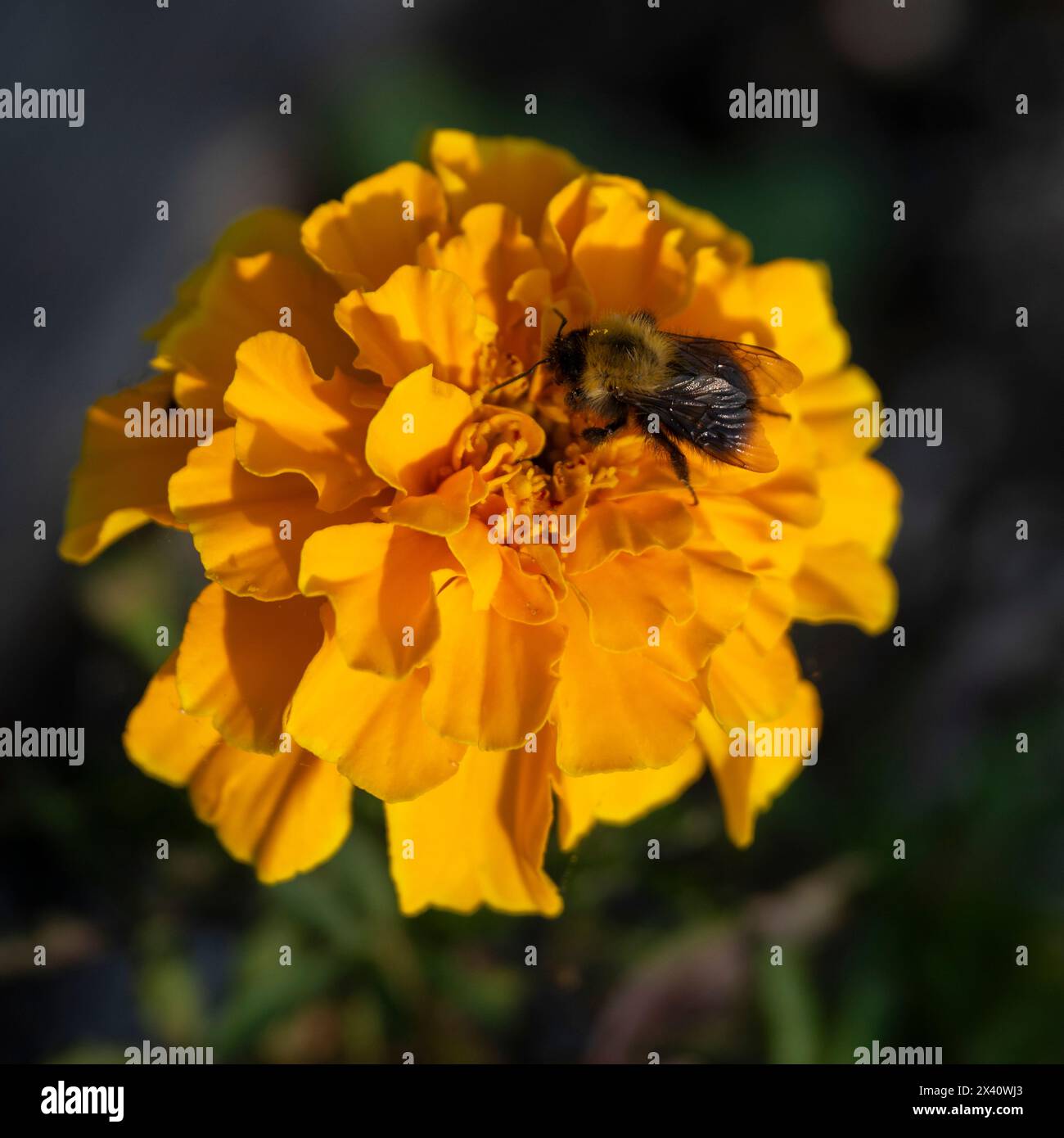 Biene auf einer gelben Blüte; Saanichton, British Columbia, Kanada Stockfoto