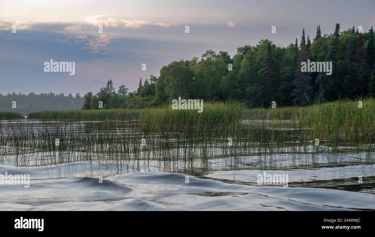 Sanftes Licht über einem ruhigen See mit Gräsern in der Dämmerung; Lake of the Woods, Ontario, Kanada Stockfoto