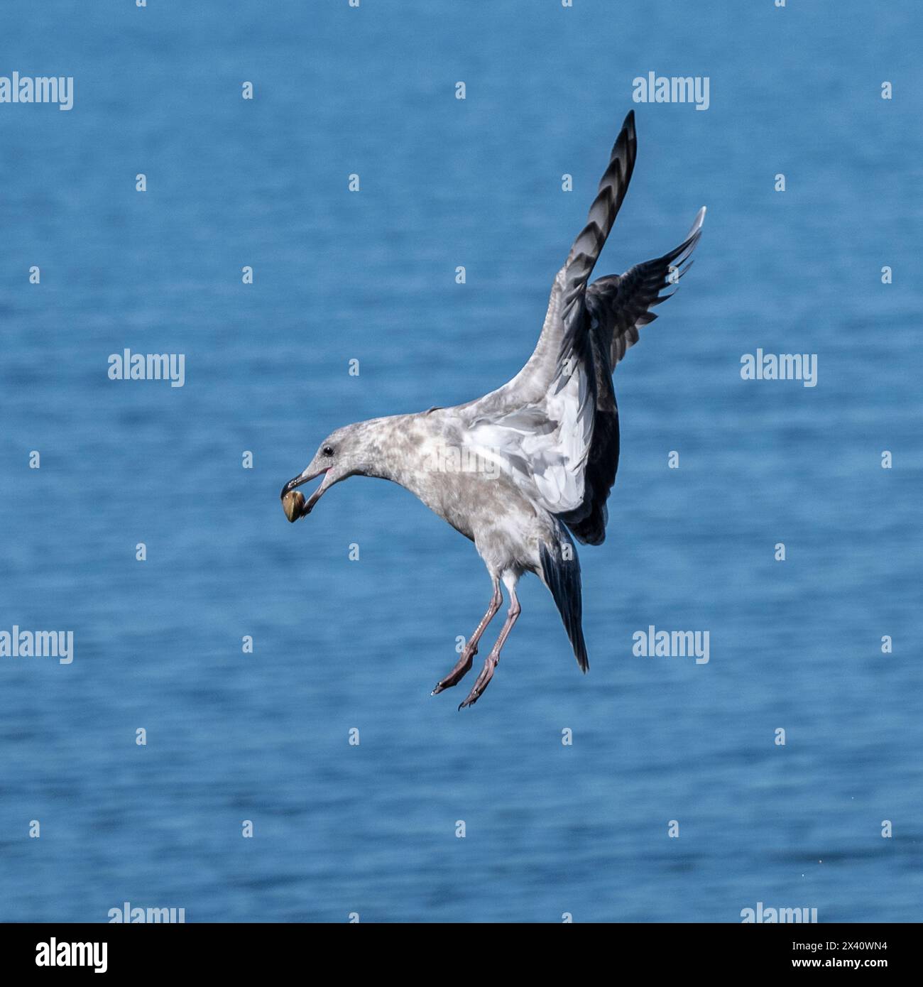 Nahaufnahme eines Seevögels mit Muschelfischen in der Mündung bei einer Wanderung entlang des Saanich Inlet Stockfoto