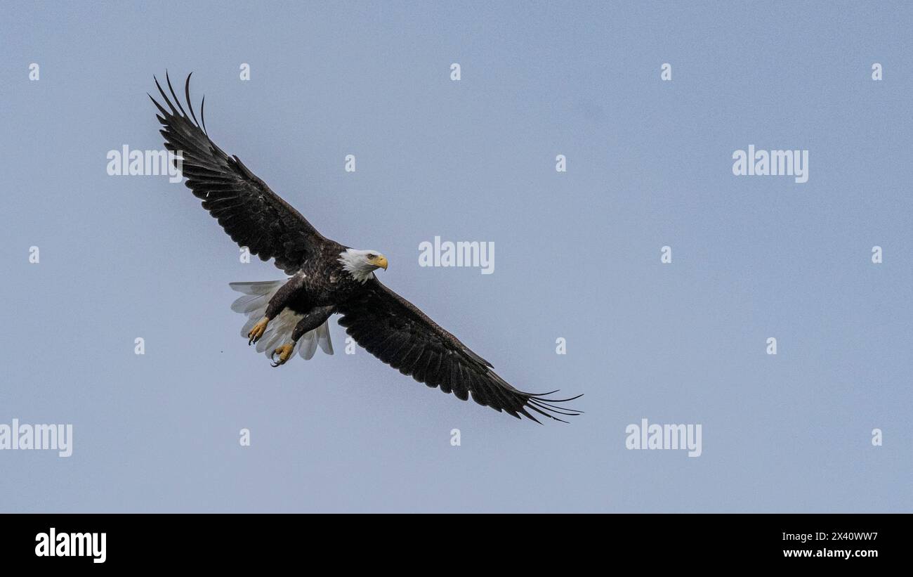 Weißkopfseeadler (Haliaeetus leucocephalus) mit großer Flügelspanne während des Fluges in einem blauen Himmel; Lake of the Woods, Ontario, Kanada Stockfoto