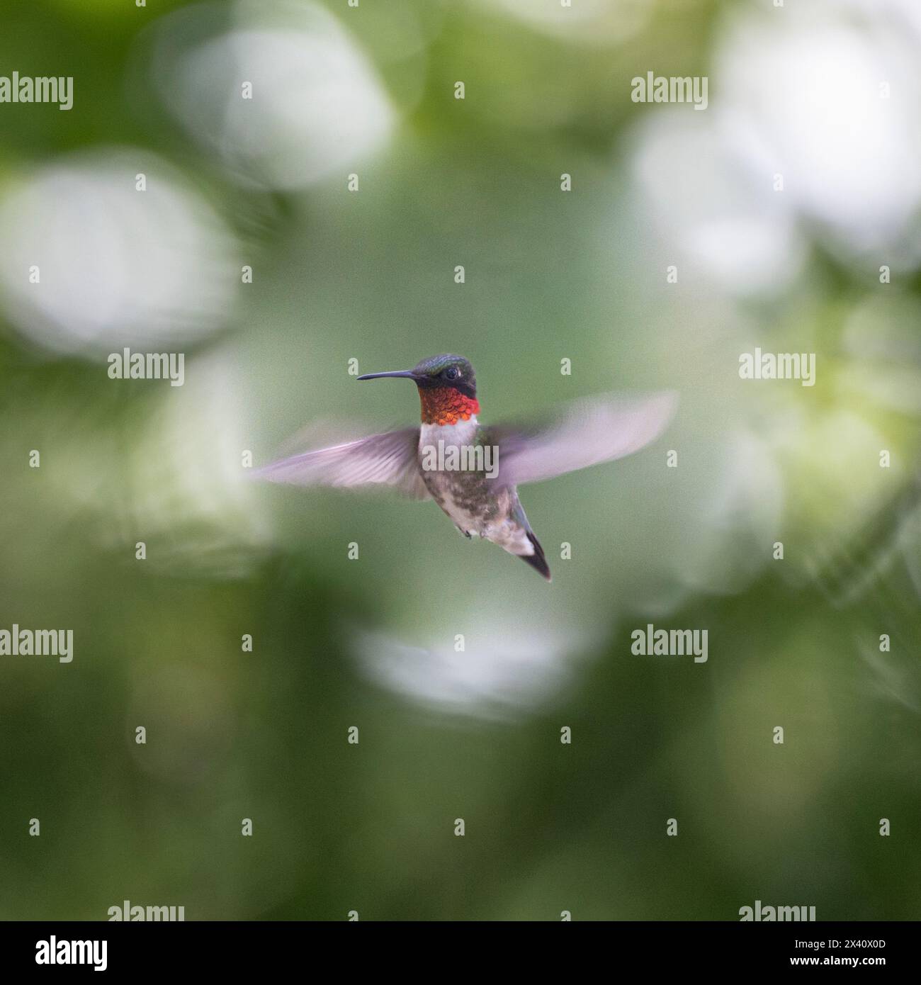 Männlicher Kolibri (Archilochus colubris) mit verschwommenen Flügeln; Lake of the Woods, Ontario, Kanada Stockfoto