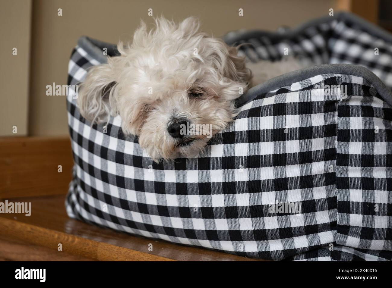 Kleiner weißer Hund liegt in seinem schwarz-weiß karierten Kissen zu Hause; Lake of the Woods, Ontario, Kanada Stockfoto