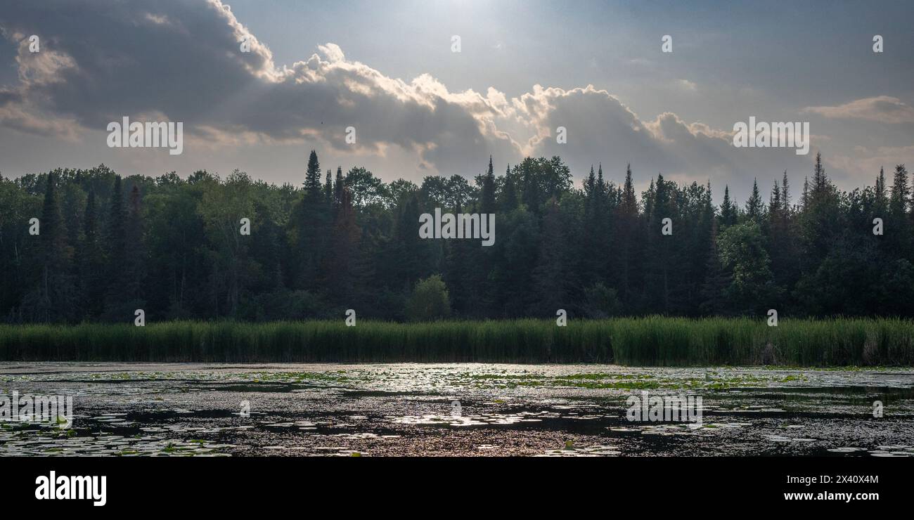 Sonnenlicht beleuchtet die Wolken am Himmel über einem üppigen Wald entlang des Wassers; British Columbia, Kanada Stockfoto