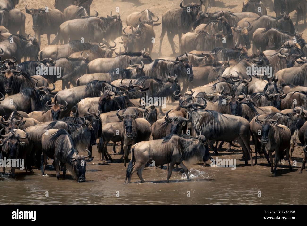 Blaugnus (Connochaetes taurinus) versammeln sich am sonnigen Ufer des Serengeti-Nationalparks, Tansania Stockfoto
