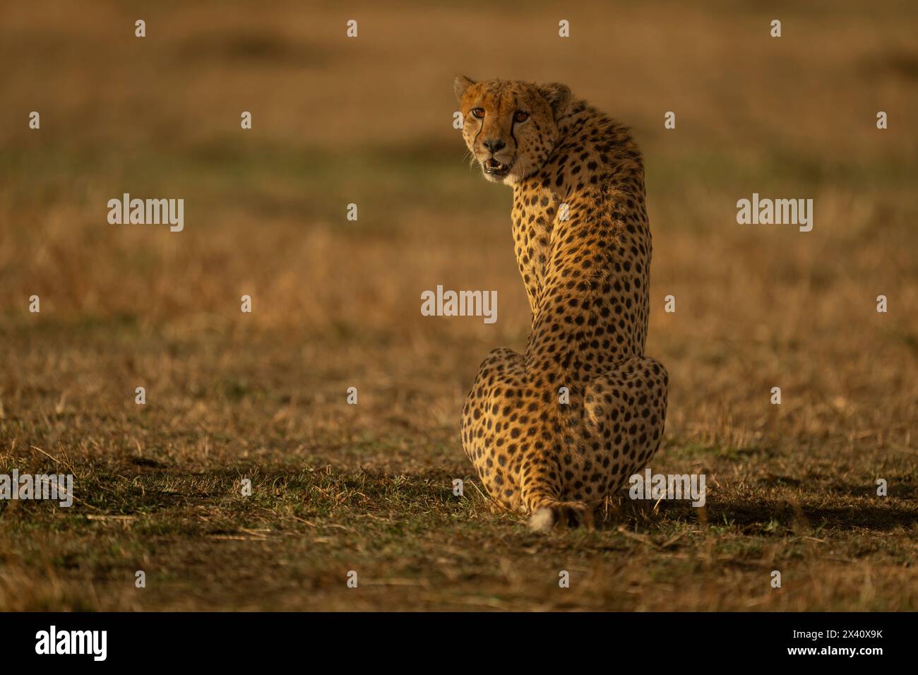 Gepard (Acinonyx jubatus) sitzt in der Savanne mit Blick auf die Kamera im Serengeti-Nationalpark, Tansania Stockfoto