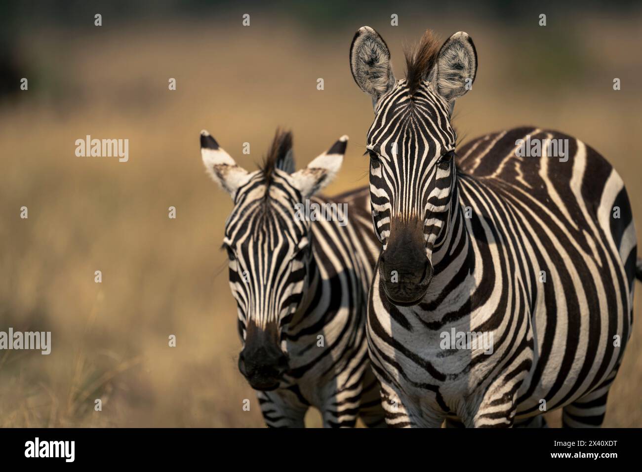 Nahaufnahme von zwei Ebenen Zebras, die auf dem Grasland stehen, mit Blick auf den Serengeti-Nationalpark, Tansania, Afrika Stockfoto