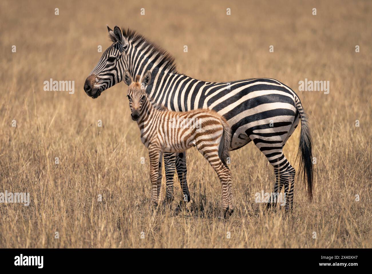 Weibliches Flachzebra (Equus burchellii) steht neben jungen Fohlen im Serengeti-Nationalpark, Tansania Stockfoto