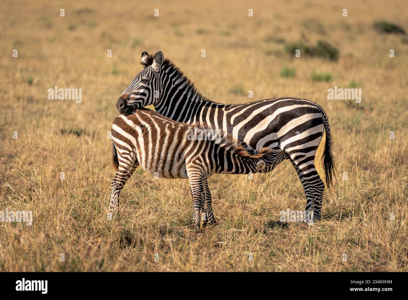 Weibliches Flachzebra (Equus burchellii) pflegt Fohlen auf der sonnendurchfluteten Savanne im Serengeti-Nationalpark; Tansania Stockfoto