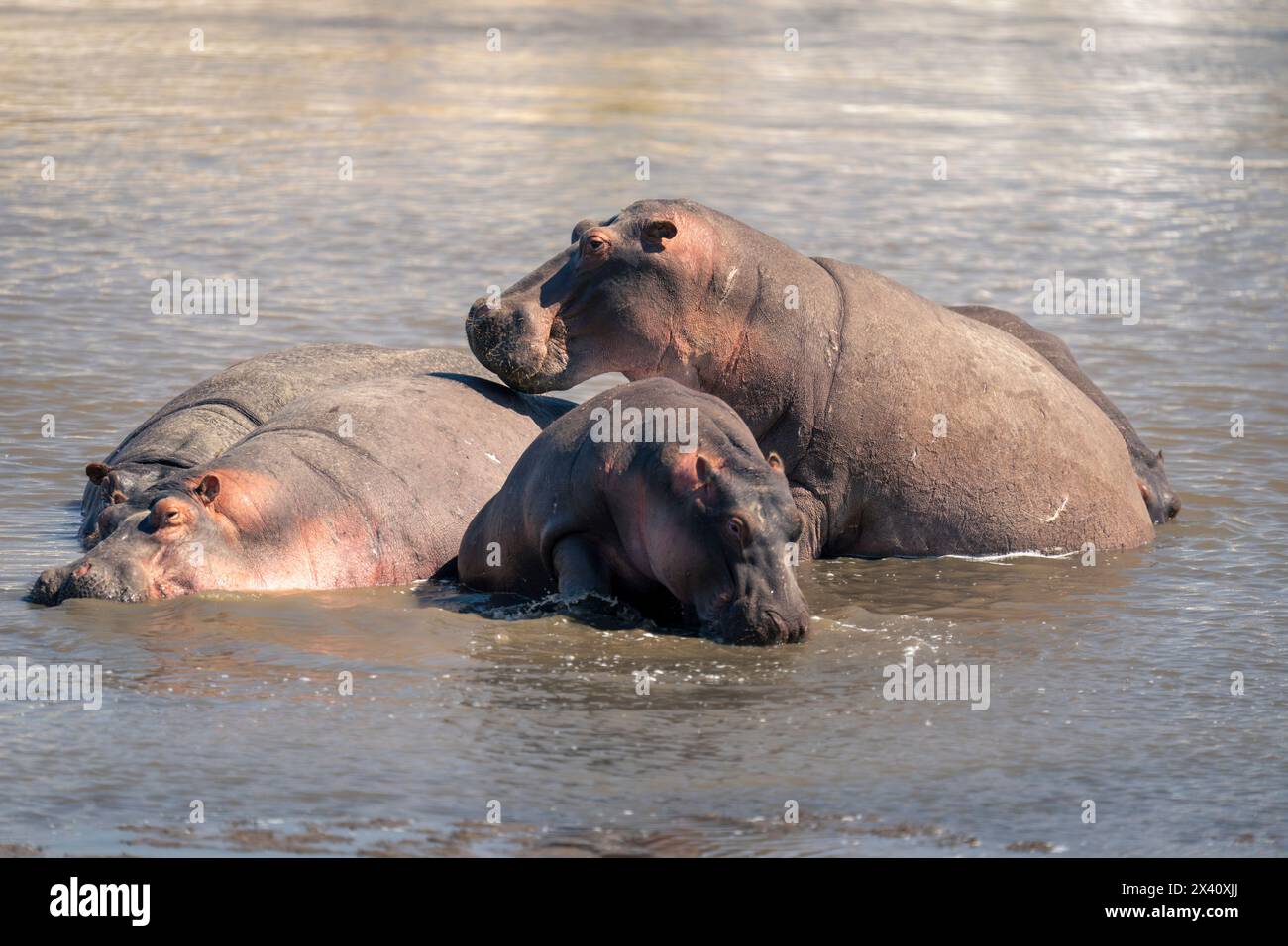 Fünf Flusspferde (Hippopotamus amphibius), die im schlammigen Fluss im Serengeti-Nationalpark in Tansania suhlen Stockfoto