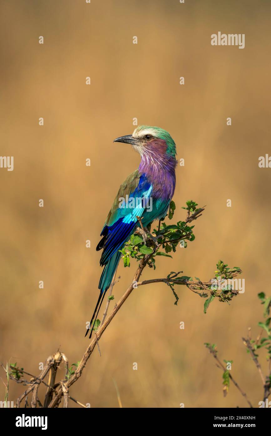 Fliederbrust (Coracias caudatus) auf Blattzweig, der im Serengeti-Nationalpark, Tansania, den Kopf dreht Stockfoto
