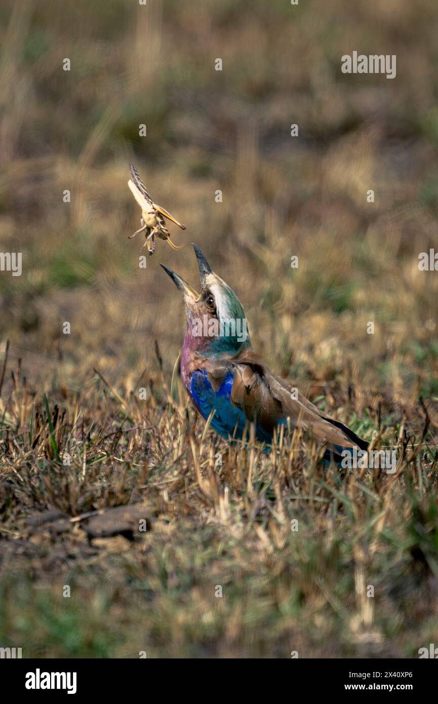 Fliederbrust (Coracias caudatus) auf Gras wirft Insekten im Serengeti-Nationalpark in Tansania auf Stockfoto