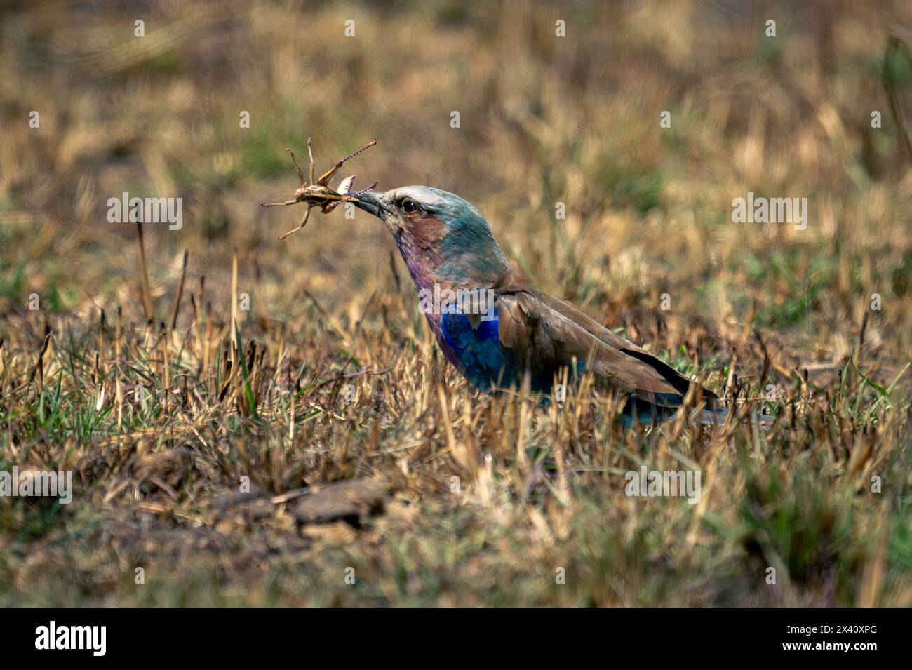 Die Fliederbrust (Coracias caudatus) hält Insekten auf kurzem Gras im Serengeti-Nationalpark in Tansania Stockfoto