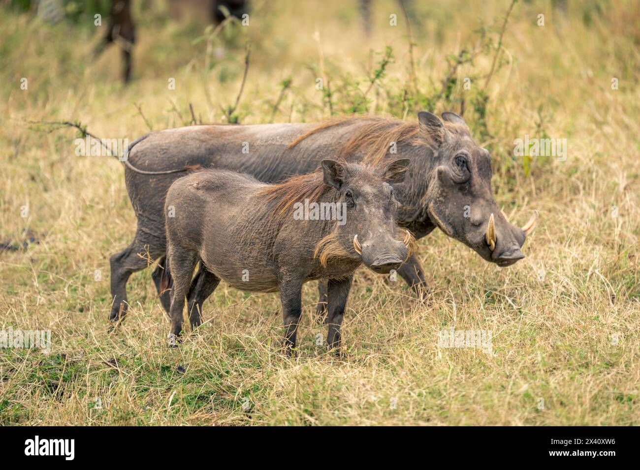 Männliche und weibliche gewöhnliche Warzenschweine (Phacochoerus africanus) stehen nebeneinander im Serengeti-Nationalpark, Tansania Stockfoto