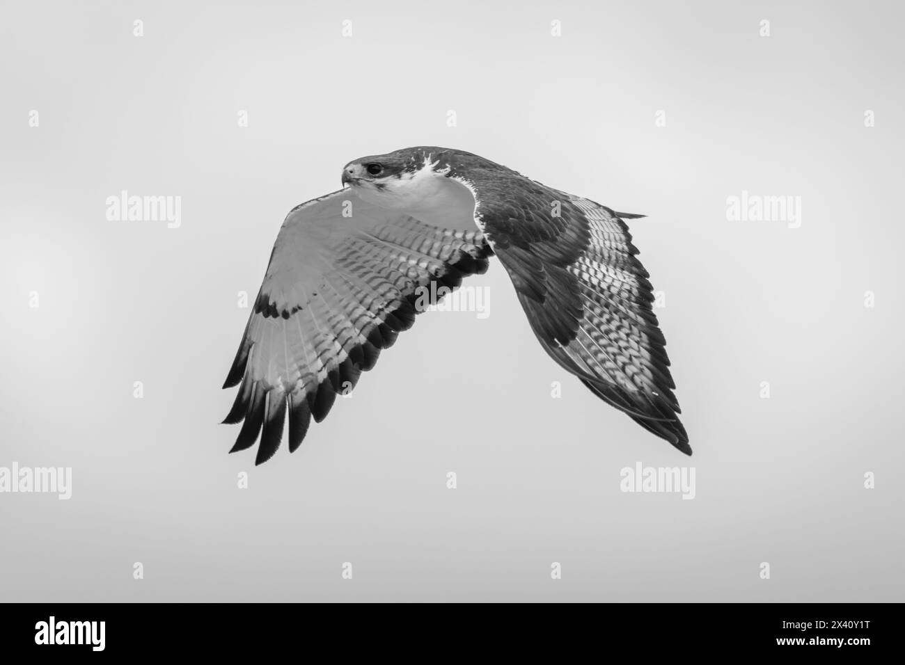 Monochromatische Darstellung des Augur-Bussards (Buteo augur), der über einen bedeckten Himmel im Serengeti-Nationalpark, Tansania, fliegt Stockfoto